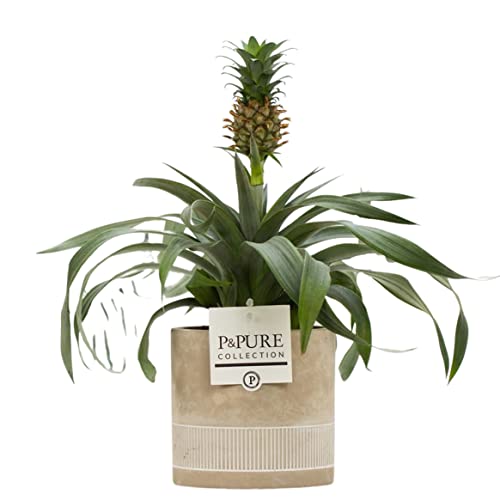 Pineapple Plant (Ananas) with Pot, Houseplant Real Indoor Plant for Office, Home, Bedroom, Kitchen and Living Room, Perfect for Clean Air, Delivered Next Day