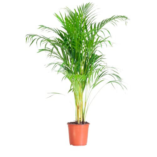 BloomPost Dypsis Lutescens - Tropical Areca Palm - 90-100 cm Indoor Plant - Low Maintenance House Plant - Easy to Grow Home Office Plants - Next Day Free UK Delivery - Pot Not Included