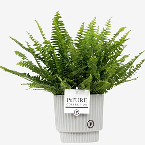 Boston Fern (Sword Fern) with Pot, Houseplant Real Indoor Plant for Office, Home, Bedroom, Kitchen and Living Room, Perfect for Clean Air, Delivered Next Day