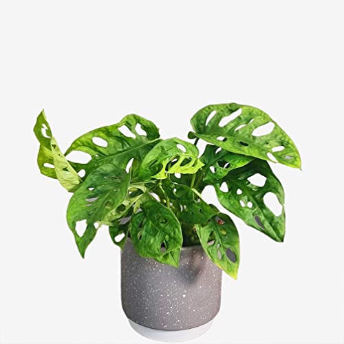 Monkey Leaf Houseplant Real Indoor Plant for Office, Home, Bedroom, Kitchen and Living Room, Perfect for Clean Air, Delivered Next Day