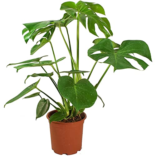 Cheese Plant Monstera Deliciosia Real Indoor Plant for Office, Home, Bedroom, Kitchen and Living Room, Perfect for Clean Air, Delivered Next Day Prime
